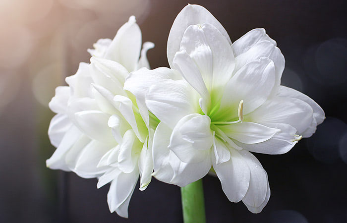 A pair of white amaryllis offset against a dark background