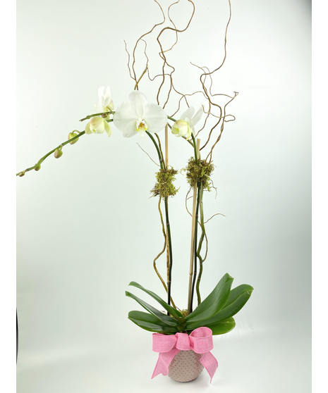 Three assorted orchid plants in a charming container